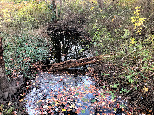 Nature Preserve «Brookside Preserve», reviews and photos, N Brookside Ave, Roosevelt, NY 11575, USA