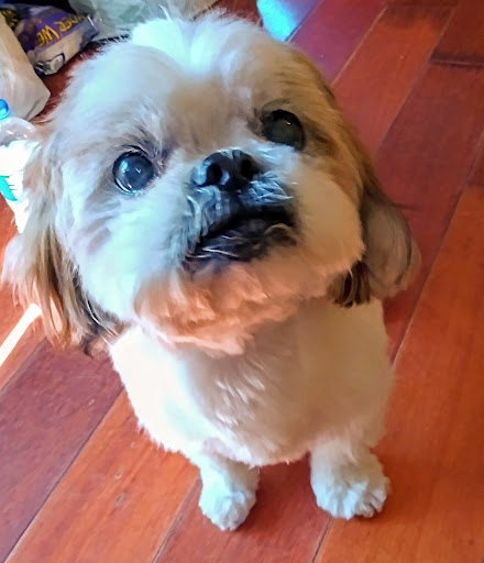 Pet Groomer «Splash and Dash Groomerie & Boutique», reviews and photos, 224 Peachtree East Shopping Center, Peachtree City, GA 30269, USA