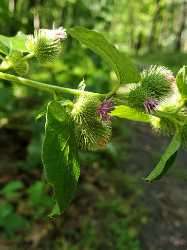 Nature Preserve «Eidolon Nature Preserve», reviews and photos, 2146 Orleans Rd, Great Cacapon, WV 25422, USA