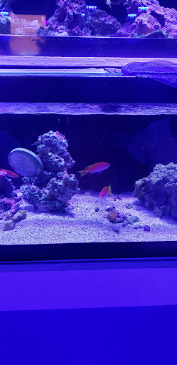 Tropical Fish Store «Quantum Reefs», reviews and photos, 7025 Brookfield Plaza, Springfield, VA 22150, USA