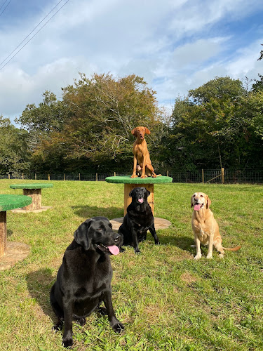 Reviews of Dog Adventure Land in Cardiff - Dog trainer