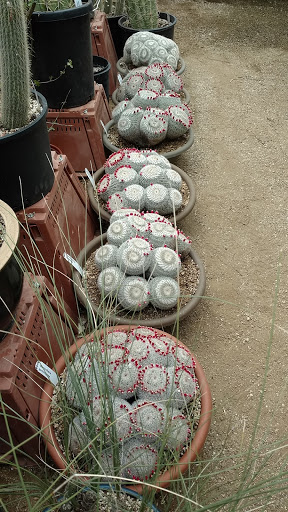 Gift Shop «Desert Creations Nursery and Gift Shop», reviews and photos, 18161 Parthenia St, Los Angeles, CA 91325, USA