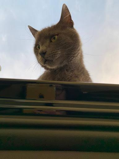 Toy Store «Mudpuddles Toys & Books», reviews and photos, 16420 SW Langer Dr, Sherwood, OR 97140, USA