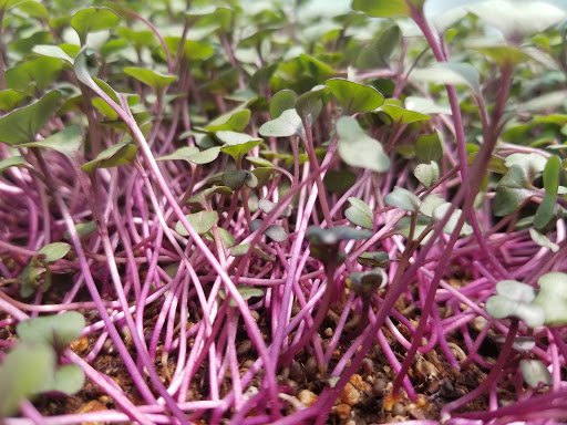 Park «Conocido Park», reviews and photos, 15645 N 31st Dr, Phoenix, AZ 85053, USA