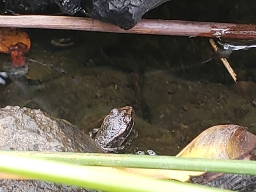 Park «Cooper Mountain Nature Park», reviews and photos, 18892 SW Kemmer Rd, Beaverton, OR 97007, USA