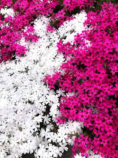 粟津の芝桜(粟津直売所)