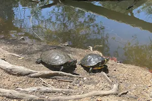 Turtle & Duck Pond image