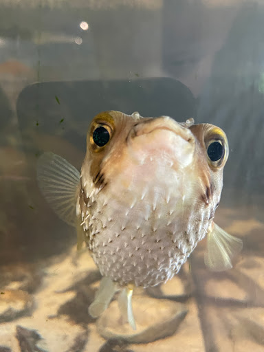 Aquarium «The River Center», reviews and photos, 805 US-1, Jupiter, FL 33477, USA