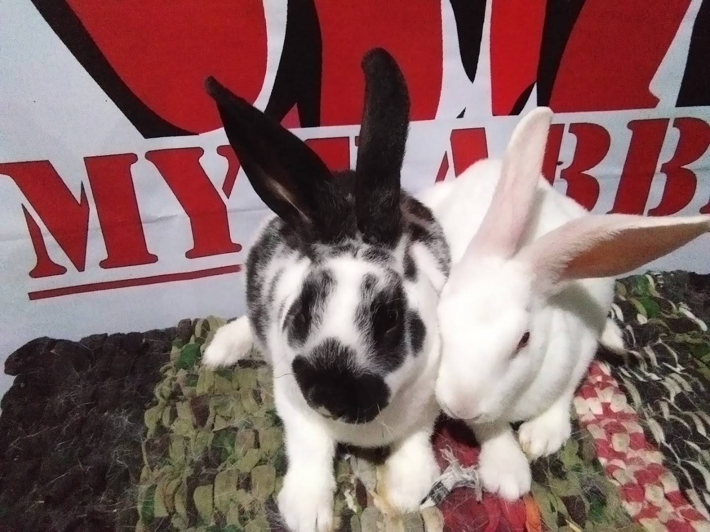 Gambar My Rabbits