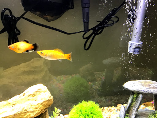 Pet Supply Store «Petco Animal Supplies», reviews and photos, 4030 N MacArthur Blvd #200, Irving, TX 75038, USA