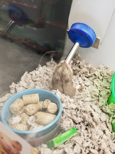 Pet Supply Store «Petco Animal Supplies», reviews and photos, 2131 Pleasant Hill Rd, Duluth, GA 30096, USA