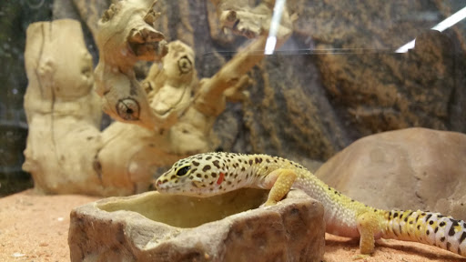 Pet Store «Petland Plano», reviews and photos, 1301 Custer Rd #405, Plano, TX 75075, USA