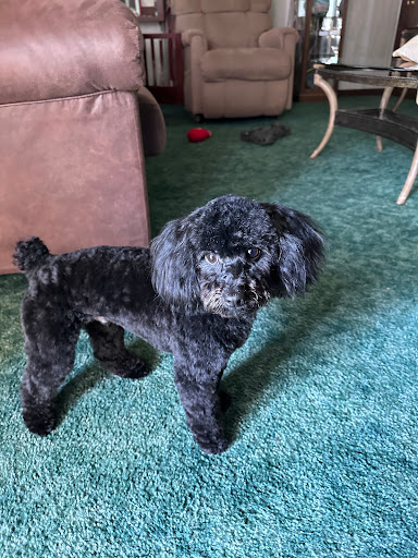 Jo Ann's Furry Friends