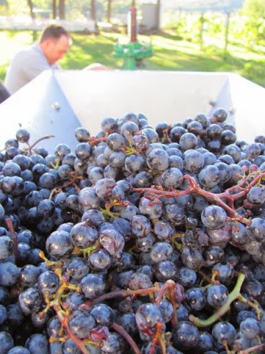 Winery «Zoll Cellars - Winery», reviews and photos, 110 Old Mill Rd, Shrewsbury, MA 01545, USA