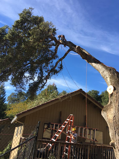 Lucatero Tree Services