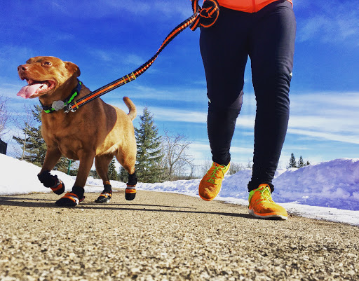 Dog walker Edmonton