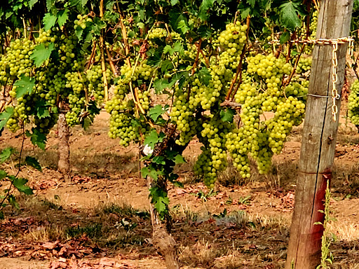 Winery «Alloro Vineyard», reviews and photos, 22075 SW Lebeau Rd, Sherwood, OR 97140, USA