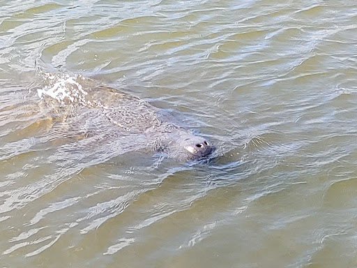 Environmental Protection Organization «Manatee Observation and Education Center», reviews and photos, 480 N Indian River Dr, Fort Pierce, FL 34950, USA