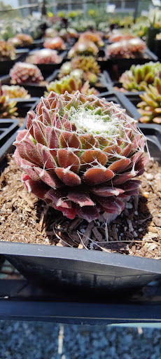 Terra Bella Nursery, Inc. image