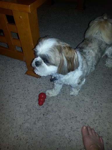 Pet Supply Store «Fetch Pet Supplies & Gifts», reviews and photos, 1332 E Republic Rd, Springfield, MO 65804, USA