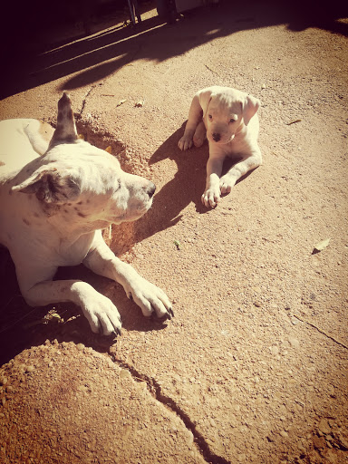 Asgard Hospital Veterinari en Alzira