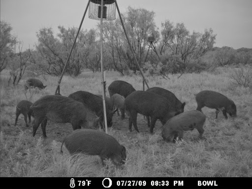 Gun Shop «Native Outdoors», reviews and photos, Farm to Market 548, Royse City, TX 75189, USA