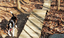 Meadowood Mountain Bike Trail Parking