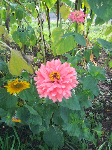 Market «E Z Orchards Farm Market», reviews and photos, 5504 Hazelgreen Rd NE, Salem, OR 97305, USA