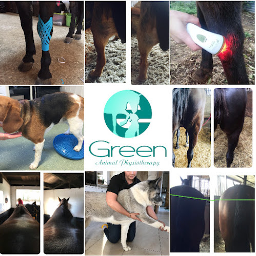 Comments and reviews of E GREEN Animal Physiotherapy