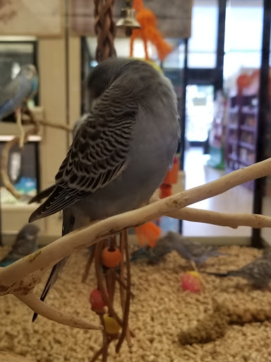 Pet Supply Store «PetSmart», reviews and photos, 198 Promenade Blvd, Flowood, MS 39232, USA