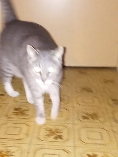 Pet Supply Store «PetSmart», reviews and photos, 12741 Towne Center Dr, Cerritos, CA 90703, USA