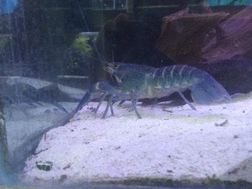 Pet Store «Pet Central», reviews and photos, 1200 Smallhouse Rd, Bowling Green, KY 42104, USA