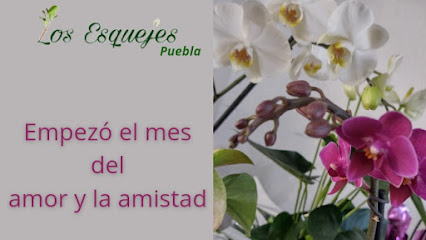 *Los Esquejes Puebla*. INVERNADERO plantas, macetas, etc. _Cuidemos juntos de la naturaleza