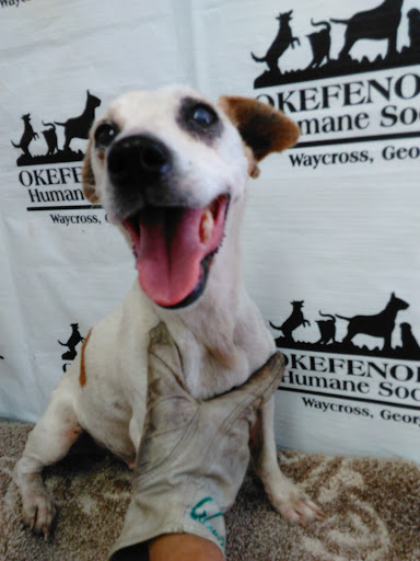 Pet Supply Store «PetSmart», reviews and photos, 150 Glynn Isle, Brunswick, GA 31525, USA