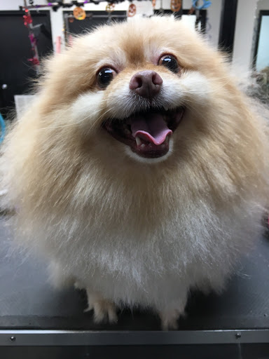 Veterinarian «Pet Vet Supply», reviews and photos, 1215 E Lockheed Dr, Oklahoma City, OK 73110, USA