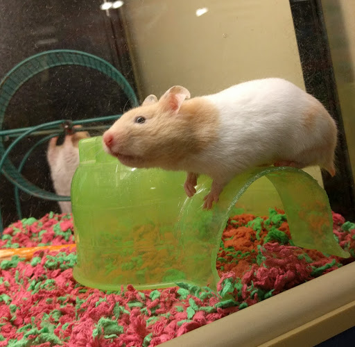 Pet Supply Store «PetSmart», reviews and photos, 13866 Metrotech Dr, Chantilly, VA 20151, USA