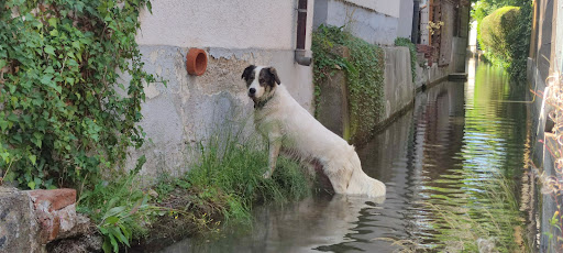 Dr.med.vet. Georg Dambacher Tierarzt unter Dornstadt, Baden Württemberg