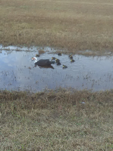 Recreation Center «Timberlane Recreation Center», reviews and photos, 10210 Westgate Dr, Tampa, FL 33615, USA