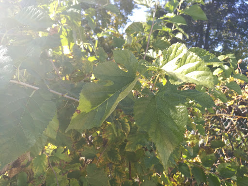 Asian Grocery Store «L & K Asian Market», reviews and photos, 1101 Hanover Ave, Allentown, PA 18109, USA