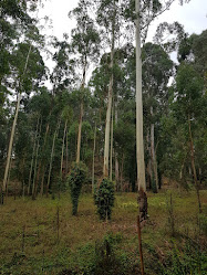 Raiz - Instituto de Investigação da Floresta e Papel