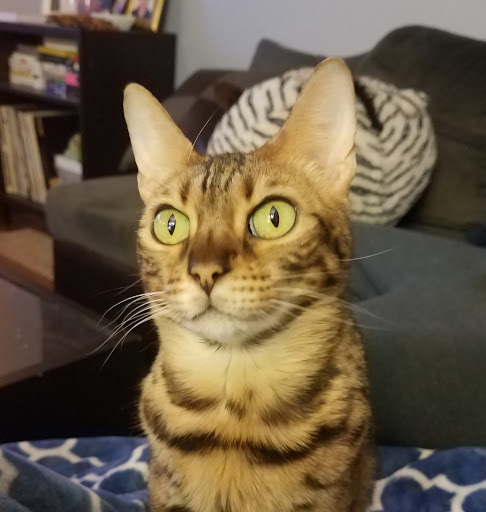 Explore mermaid tattoo ideas, creative tattoo ideas in Seattle, available at Off-Gray Studio