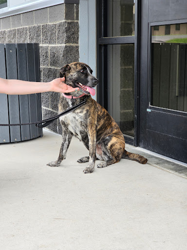 Southeast Missouri Pets