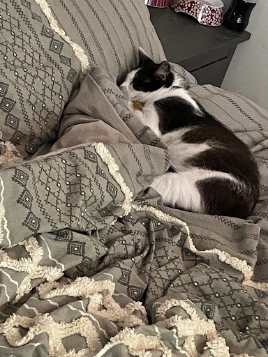 Pet Supply Store «PetSmart», reviews and photos, 181 Wilson Ave, Hanover, PA 17331, USA