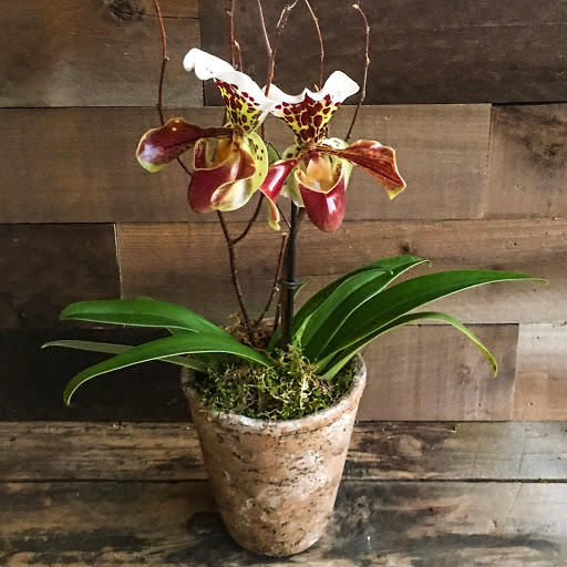 Wholesale Florist «Urban Jungle», reviews and photos, 2603 Sherman Ave NW, Washington, DC 20001, USA