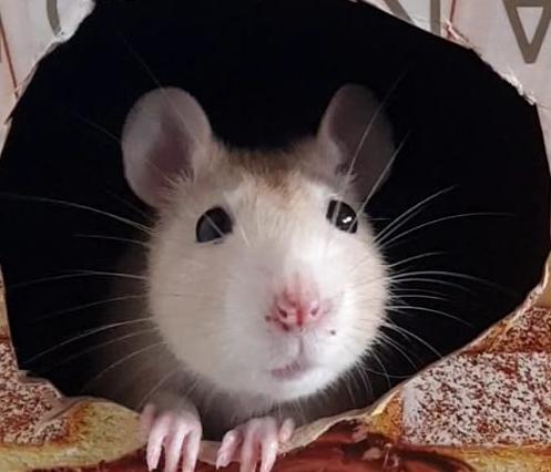 Clínica Veterinaria Jardim Esther em São Paulo - SP