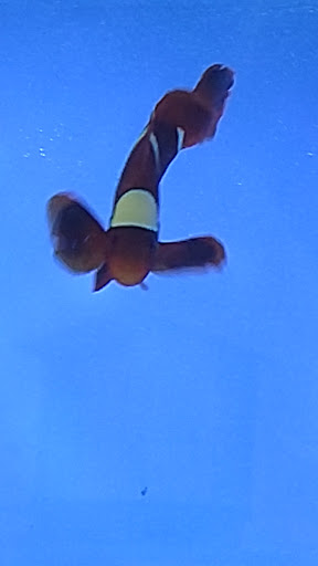 Pet Store «Odd Lot Pet Shop», reviews and photos, 7769 S Harlem Ave, Bridgeview, IL 60455, USA