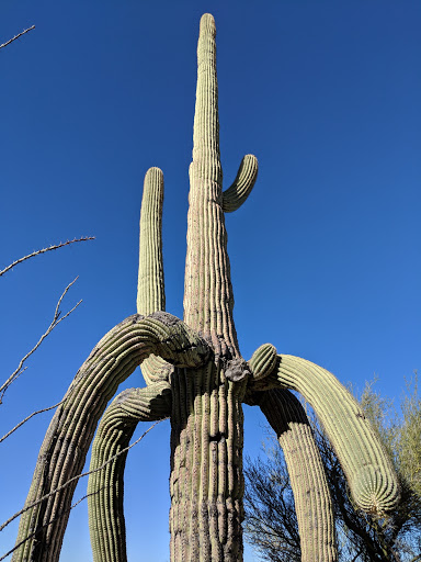 Tourist Attraction «Linda Vista Trail», reviews and photos, 730 E Linda Vista Rd, Oro Valley, AZ 85737, USA
