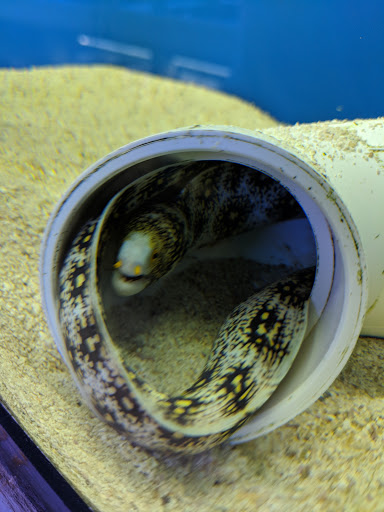 BluReef Aquarium image 6