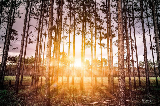 Nature Preserve «Triple Creek Nature Preserve», reviews and photos, 13112 Balm Boyette Rd, Riverview, FL 33579, USA