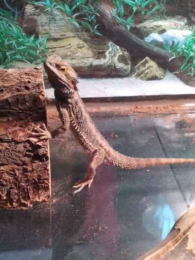 Pet Store «CUSTOM CREATURES PET SHOP», reviews and photos, 10727 N 19th Ave, Phoenix, AZ 85029, USA